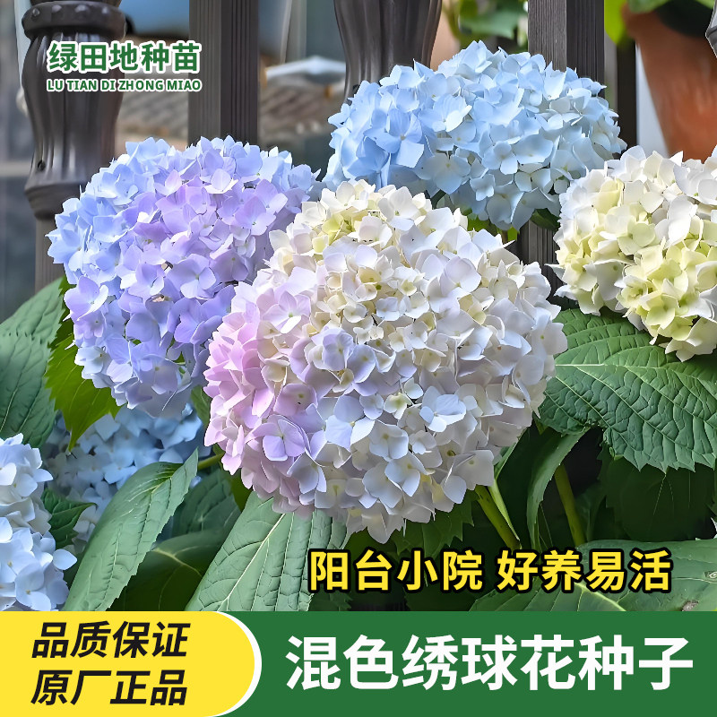 混色绣球花种子花卉种子