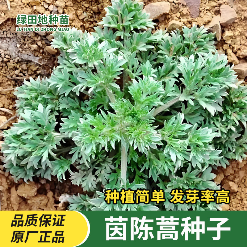 茵陈蒿种子白蒿芽草本白蒿种籽野菜种植阳台盆栽小院药材蔬菜种子