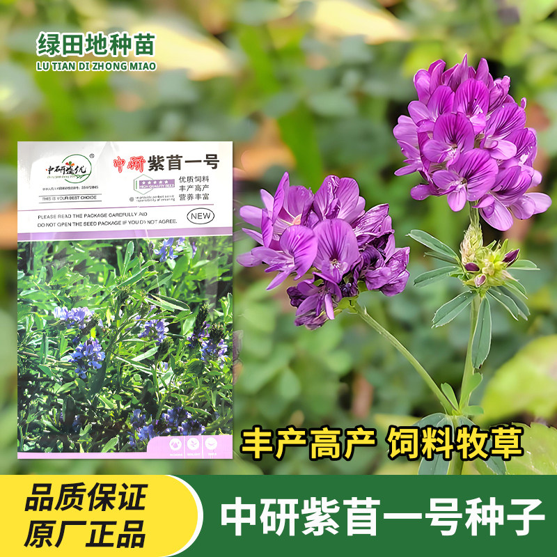研优紫苜一号紫苜蓿种子