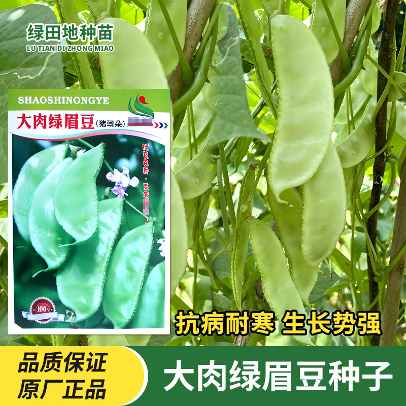 邵氏大肉绿眉豆种子猪耳朵眉豆角