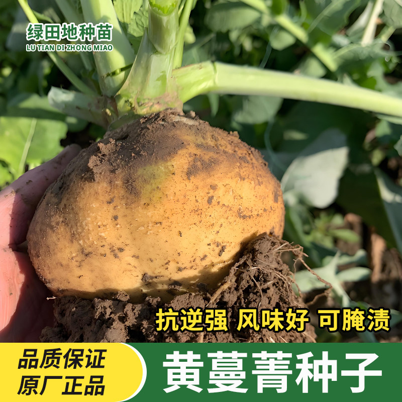 蛋黄蔓菁种子布留克卜留克黄肉大头菜圆形肉黄色甜面农家蔬菜种子
