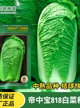 金农裕丰帝中宝818白菜种子