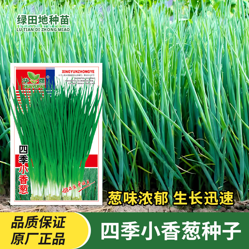 华煜四季小香葱种子易种春季秋季夏季阳台盆栽田园蔬菜种子香葱籽