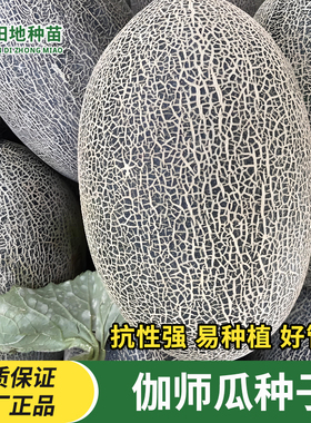 伽师瓜种子哈密瓜种子新疆哈蜜瓜籽高产易种高甜家庭瓜果蔬菜种籽
