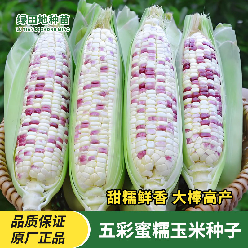 五彩蜜糯玉米种子蔬菜种子