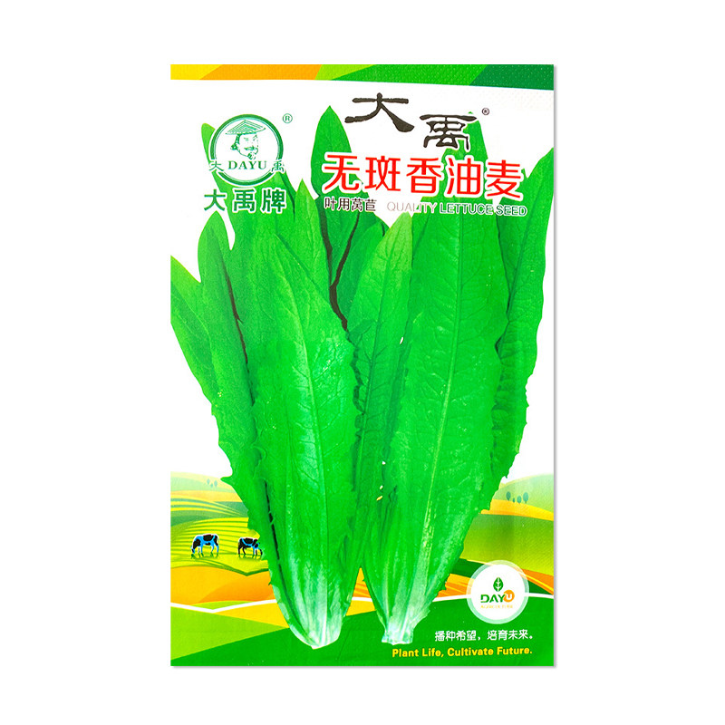 大禹种业无斑香油麦菜种子