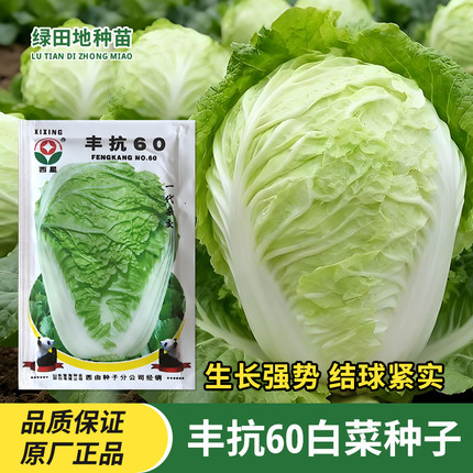 西星丰抗60大白菜种子黄心耐热耐高温春秋季夏阳田园庭院蔬菜种子