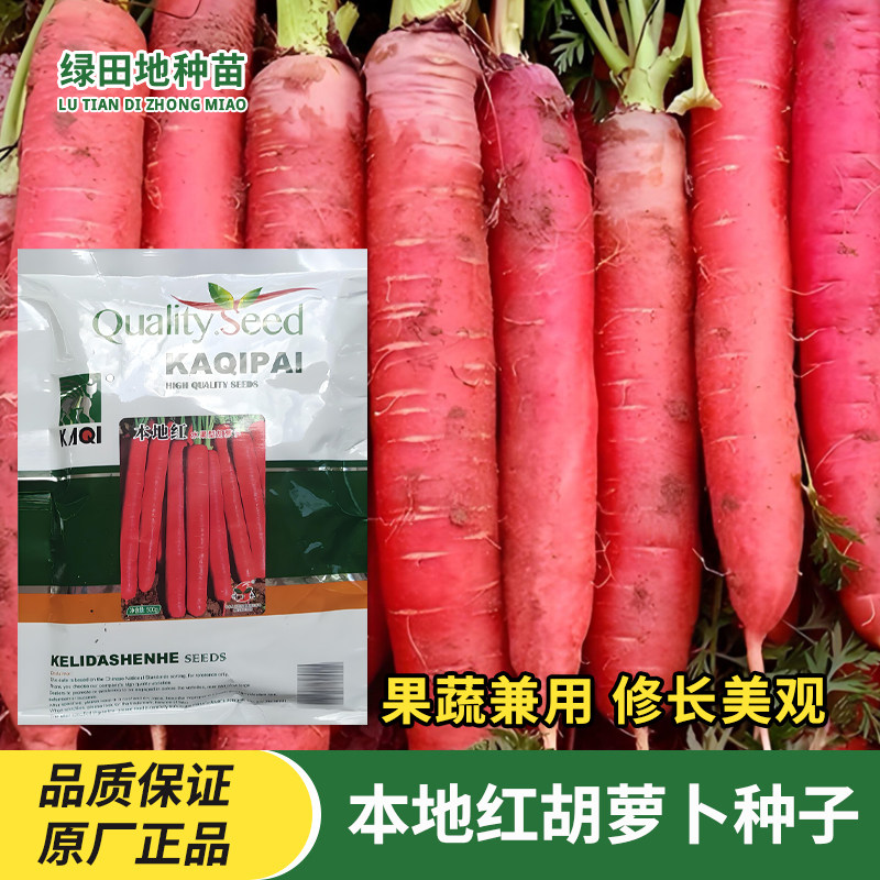 本地红水果型胡萝卜种子