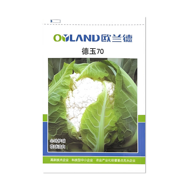 欧兰德德玉70花椰菜种子