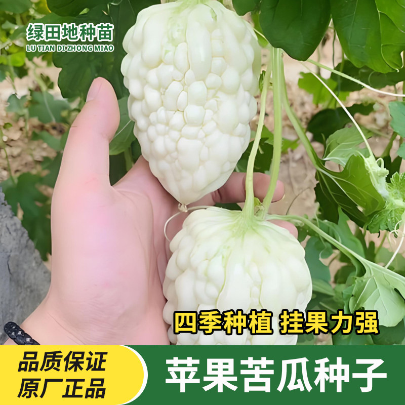 苹果苦瓜种子甘甜水果白苦瓜