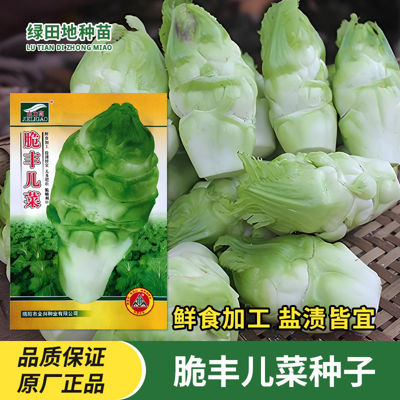 杰力高脆丰儿菜种子蔬菜种子