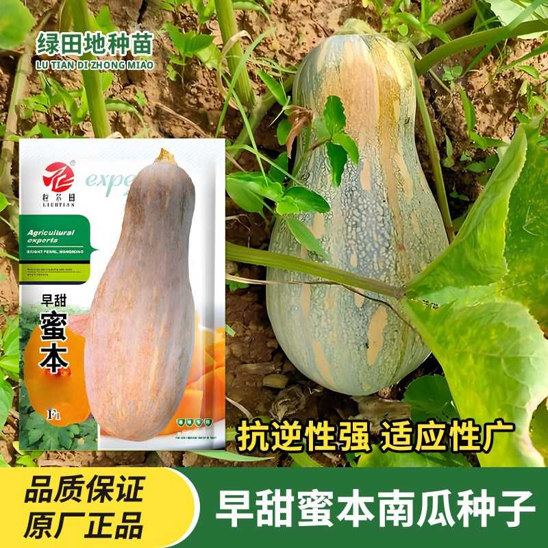 早甜蜜本南瓜种子蔬菜种子