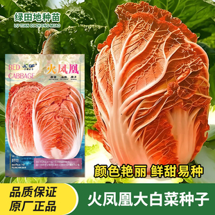 火凤凰红心大白菜种子夏播耐热胶州白菜包心菜饺子菜种子蔬菜种子