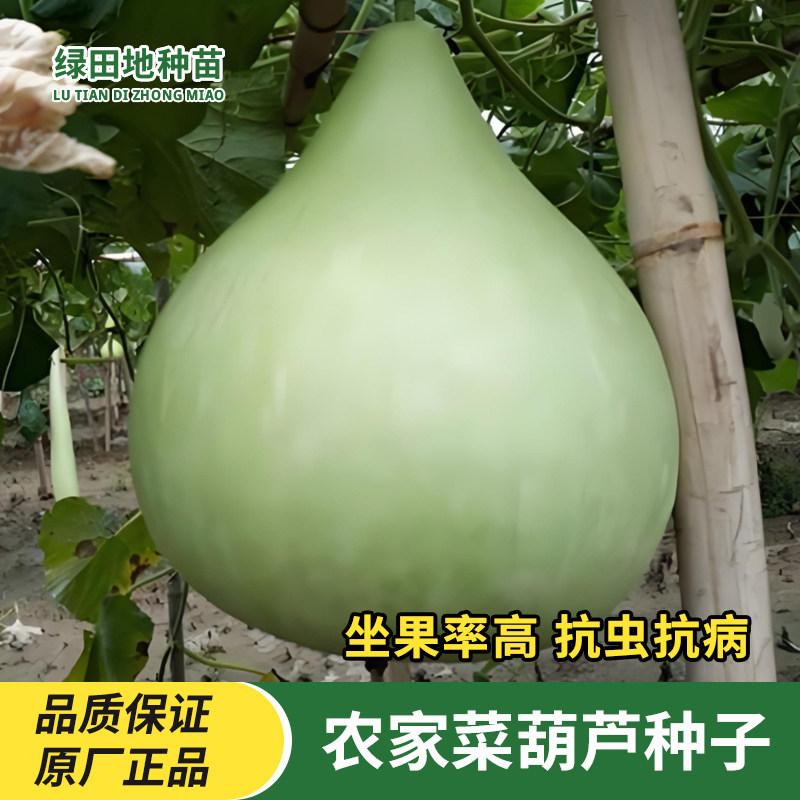 食用菜葫芦种子蔬菜种子