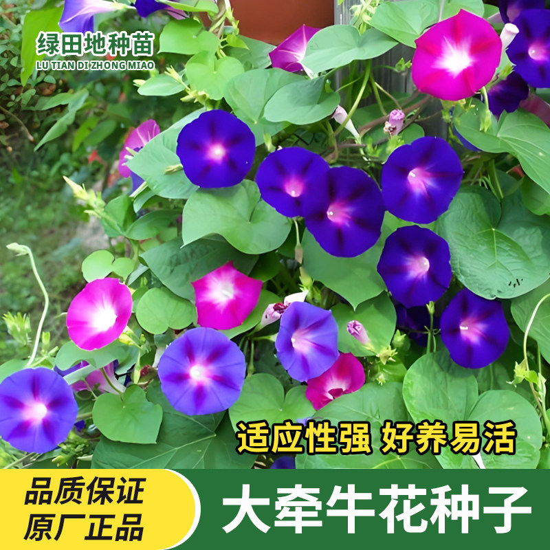 大牵牛花种子室外喇叭花爬藤混色阳台盆栽观花种子花种花籽四季播