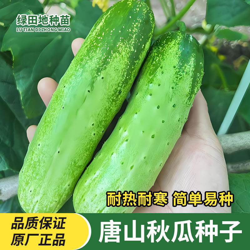 唐山秋瓜种黄瓜种子瓜果种籽