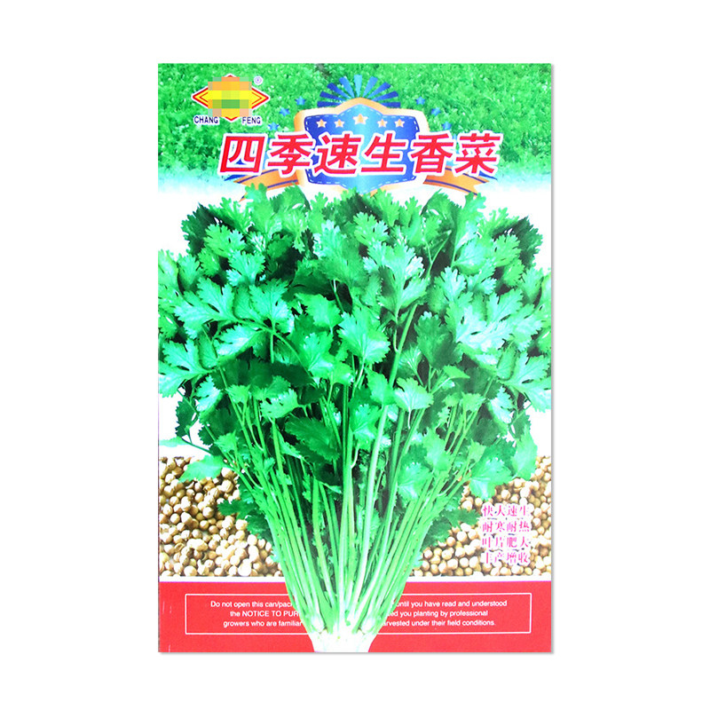 常丰四季速生香菜种子