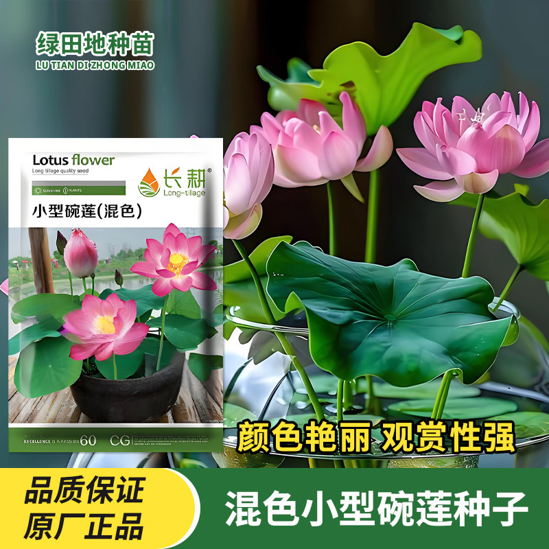 长耕混色小型碗莲种子观赏莲花种子睡莲室内盆栽荷花水培花卉种籽