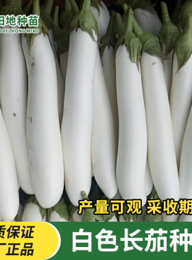 白色长茄种子白茄子种子白皮白肉白雪公主田园庭院春季蔬菜种子籽