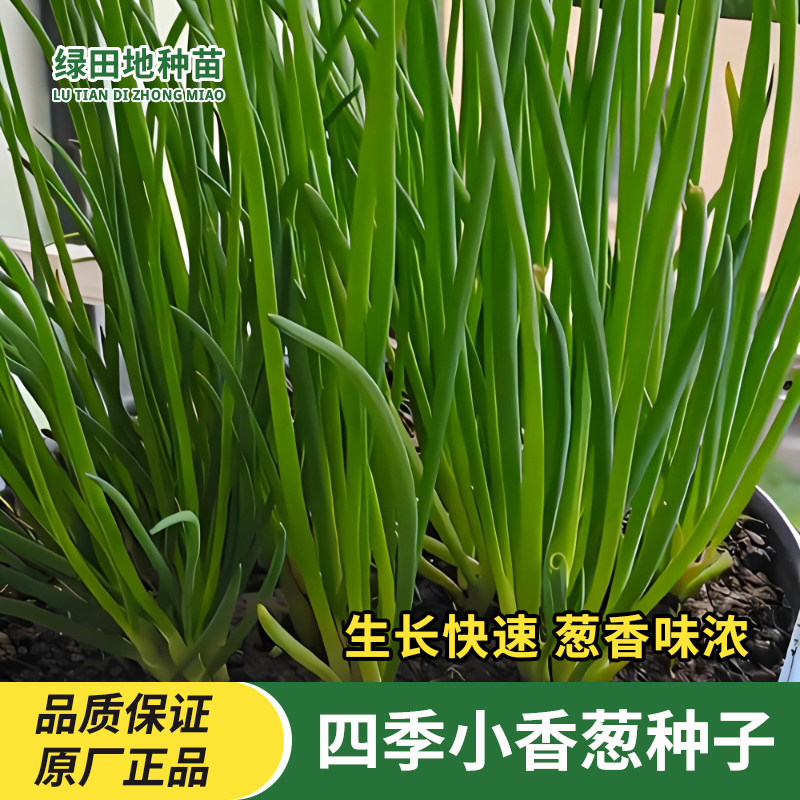 小香葱种子四季易种蔬菜种子