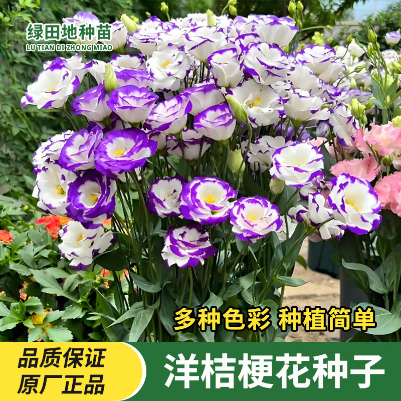 重瓣洋桔梗花种子花草鲜花