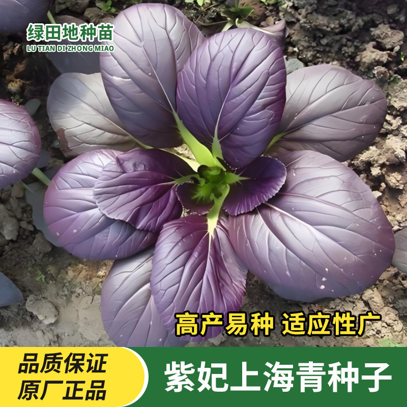 紫妃上海青种子蔬菜种子