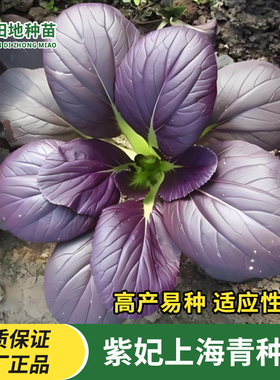 紫妃上海青种子特色紫色种子小油菜籽阳台盆栽高产蔬菜种子大全