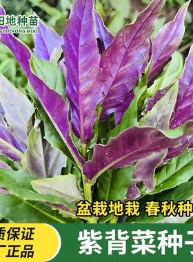 天然紫背菜种子观音菜种籽红背菜种子血皮菜种子四季蔬菜种子大全