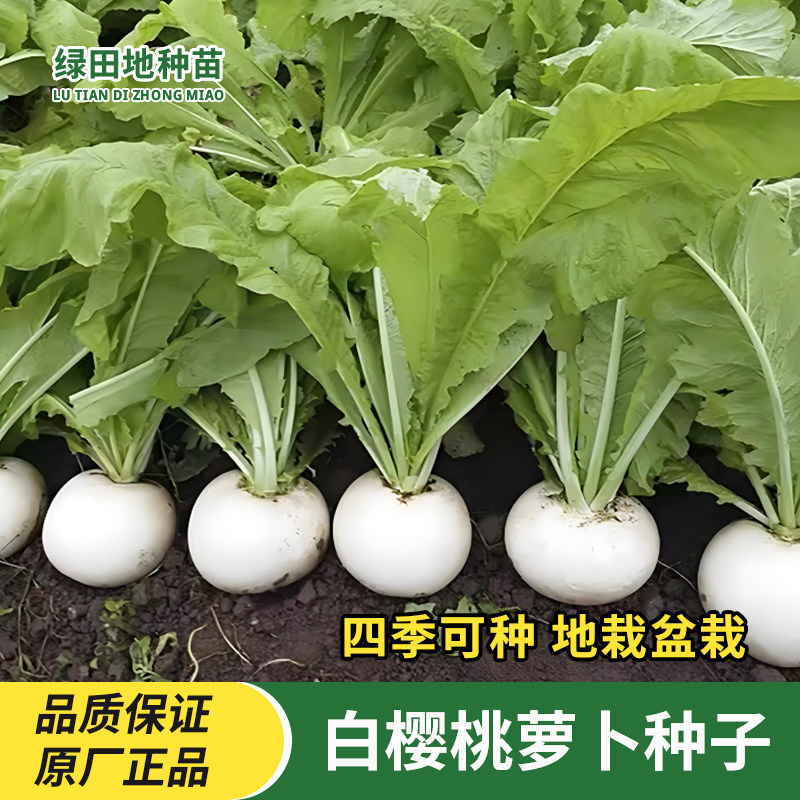 白樱桃萝卜种子水果萝卜