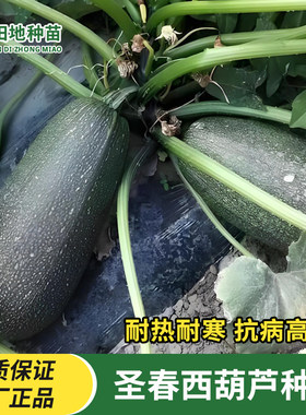 圣春西葫芦F1种子大西葫芦