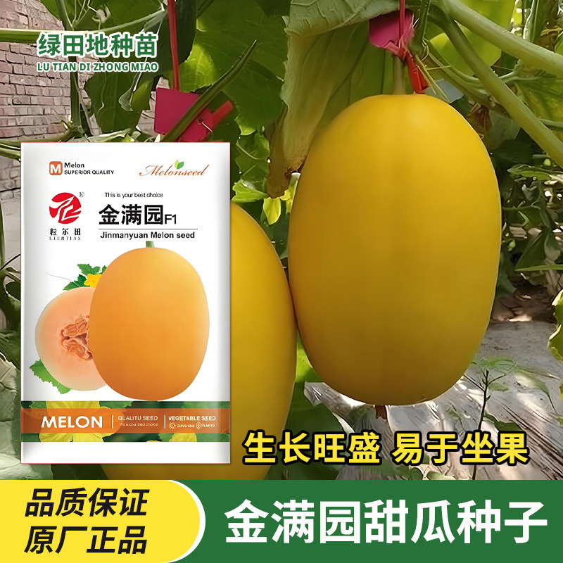 金满园甜瓜种子水果种子