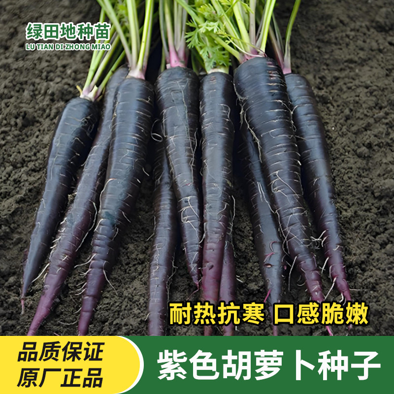 紫胡萝卜种子水果胡萝卜种籽