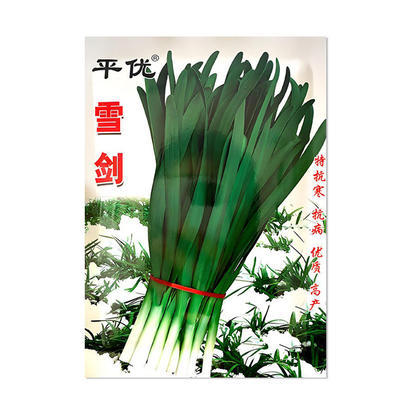 平优雪剑雪韭种子韭菜种籽