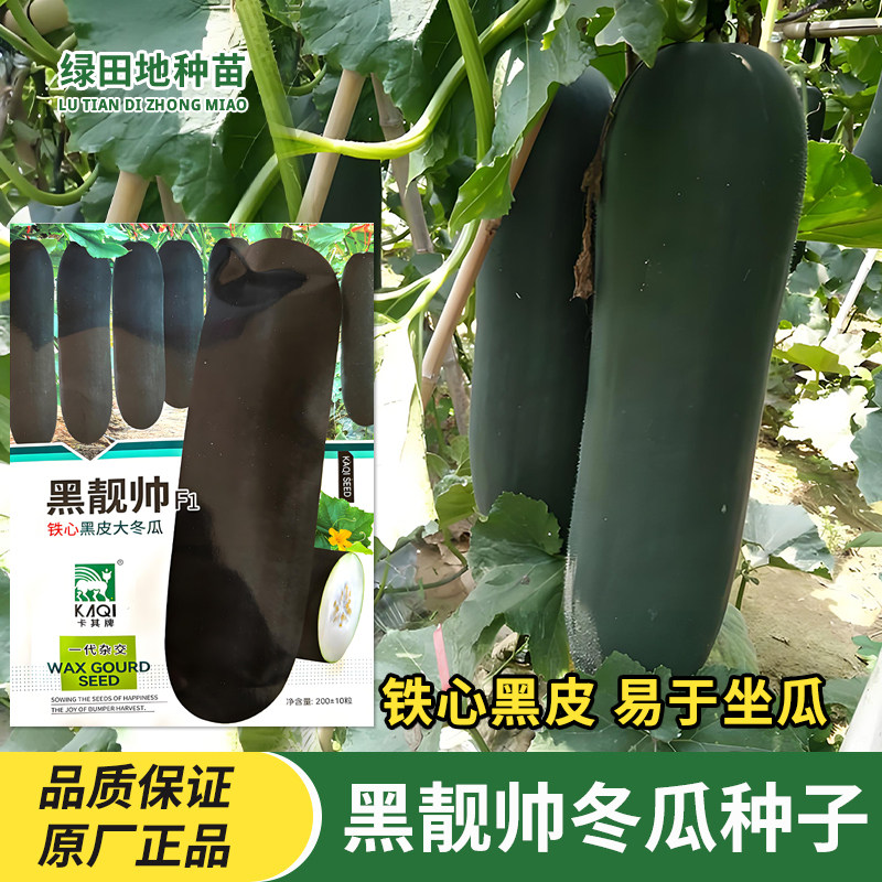 卡其黑靓帅冬瓜种子铁心黑皮