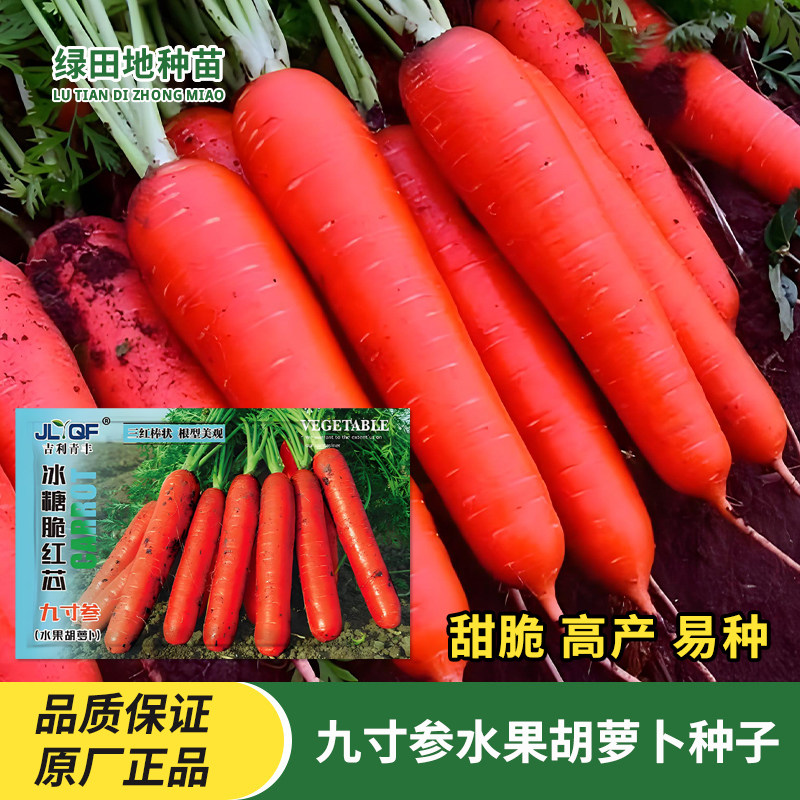 冰糖脆红芯三红九寸参水果胡萝卜种子四季红萝卜兔子草种蔬菜种子