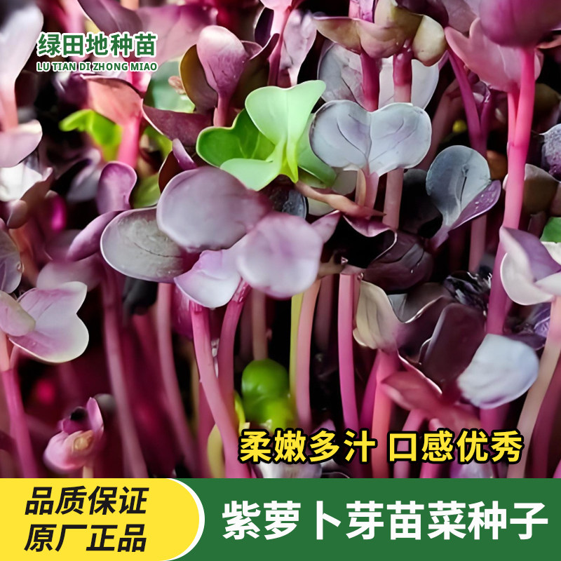 紫萝卜芽苗菜种子土栽培水培
