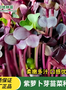 紫萝卜芽苗菜种子紫色红萝卜白萝卜芽苗菜种籽无土栽培水培种菜