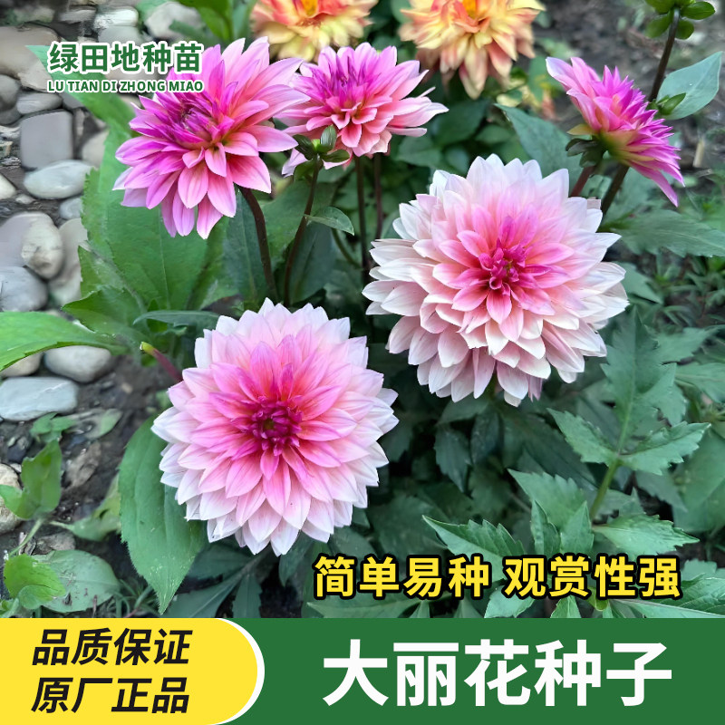 大丽花种子重瓣混色大丽菊