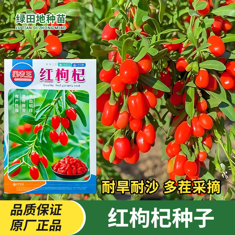 红枸杞种子耐旱耐沙大果