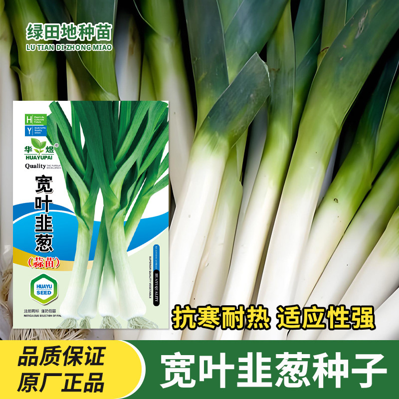 宽叶韭葱种子大蒜苗种籽青蒜苗海蒜抗病高产春秋田园四季蔬菜种子