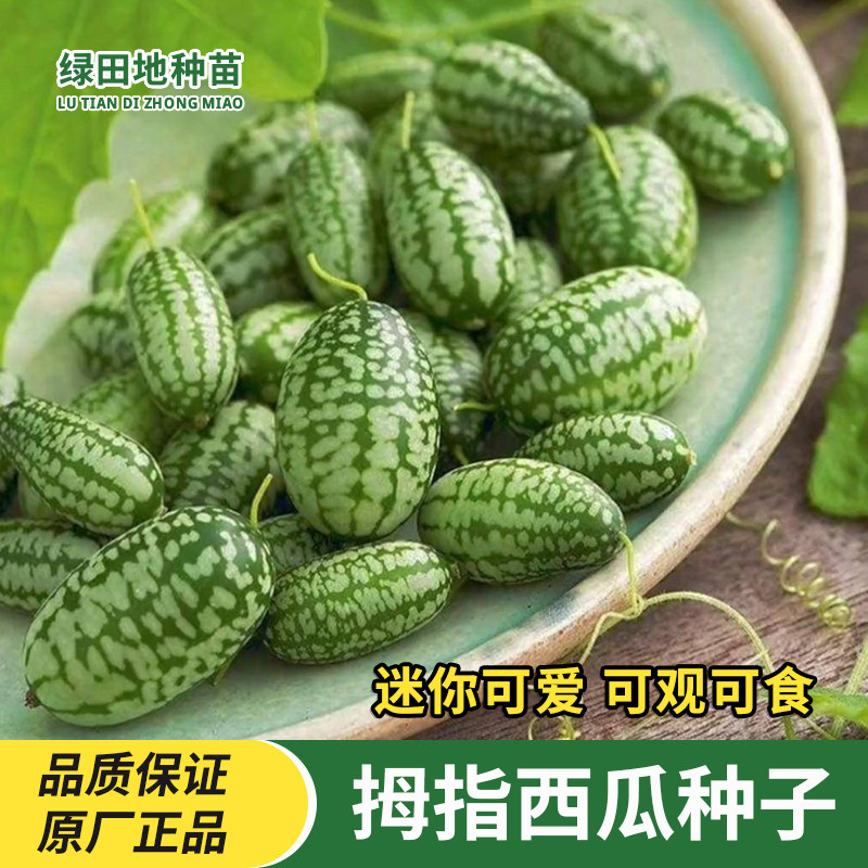 拇指西瓜种子阳台盆栽