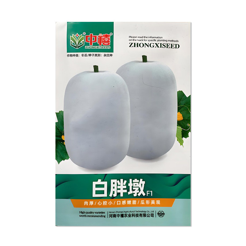 中禧白胖墩冬瓜种子粉皮冬瓜种籽