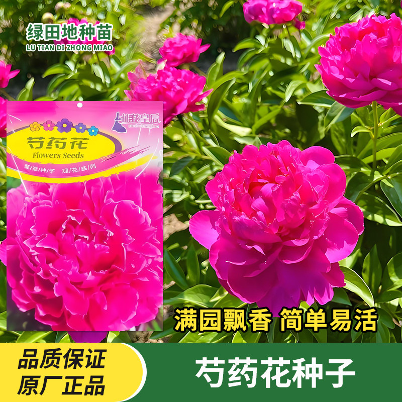芍药花种子四季播易种活
