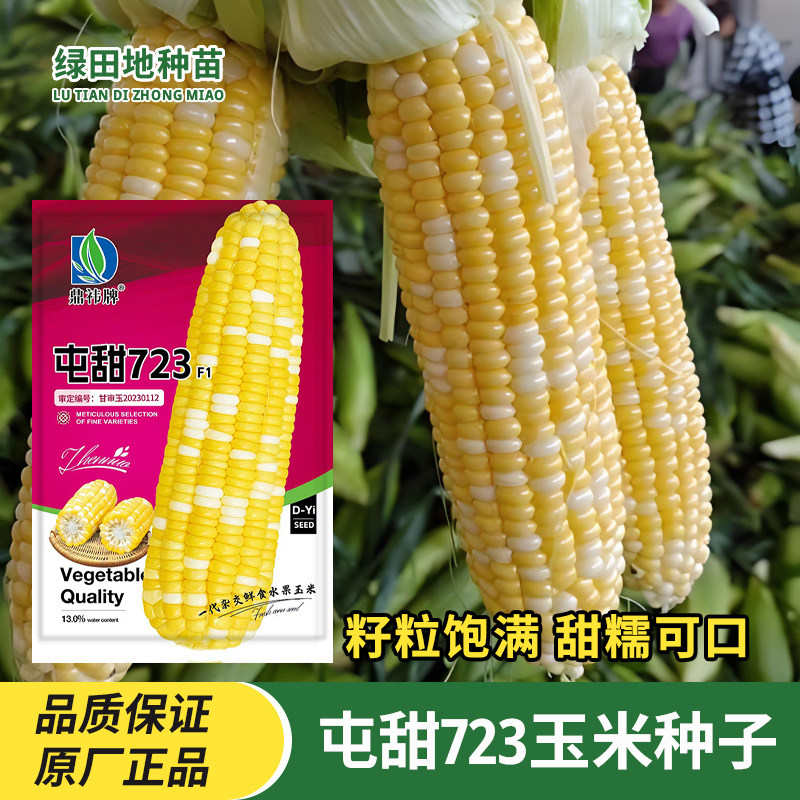 屯甜723玉米种子双色水果玉米