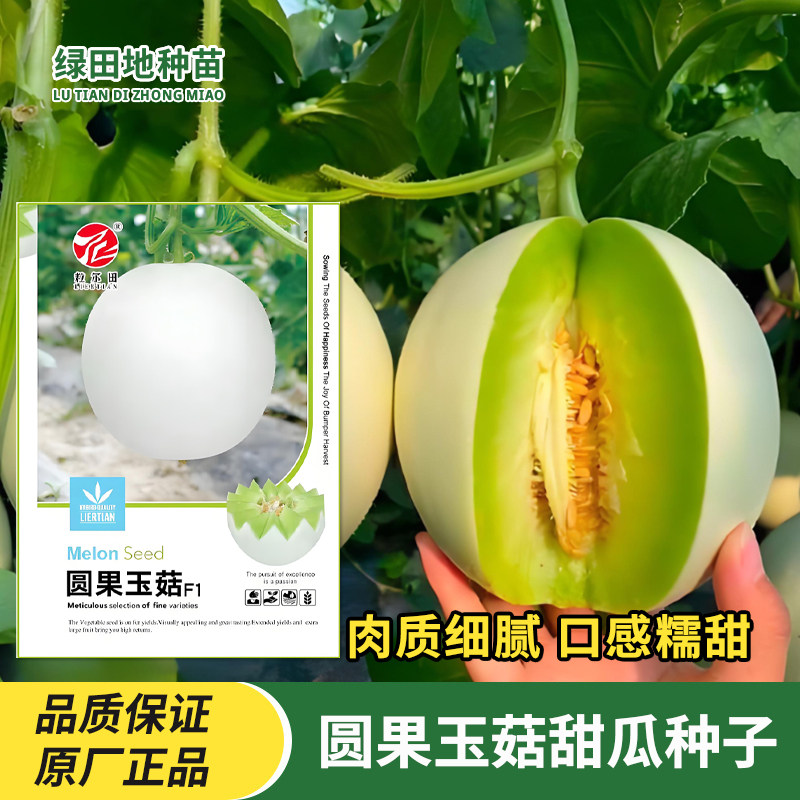 圆果玉菇甜瓜种子水果种子