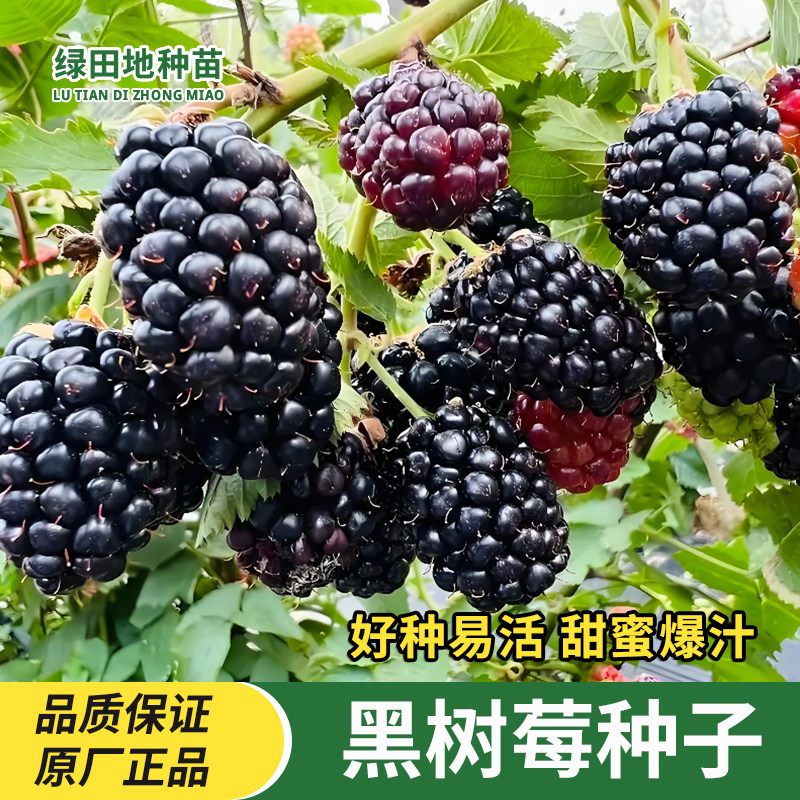 黑莓种子黑树莓种子水果