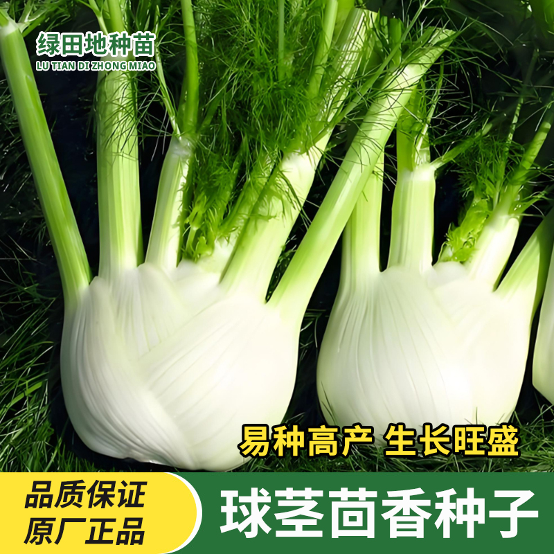 球茎茴香种子结球茴香