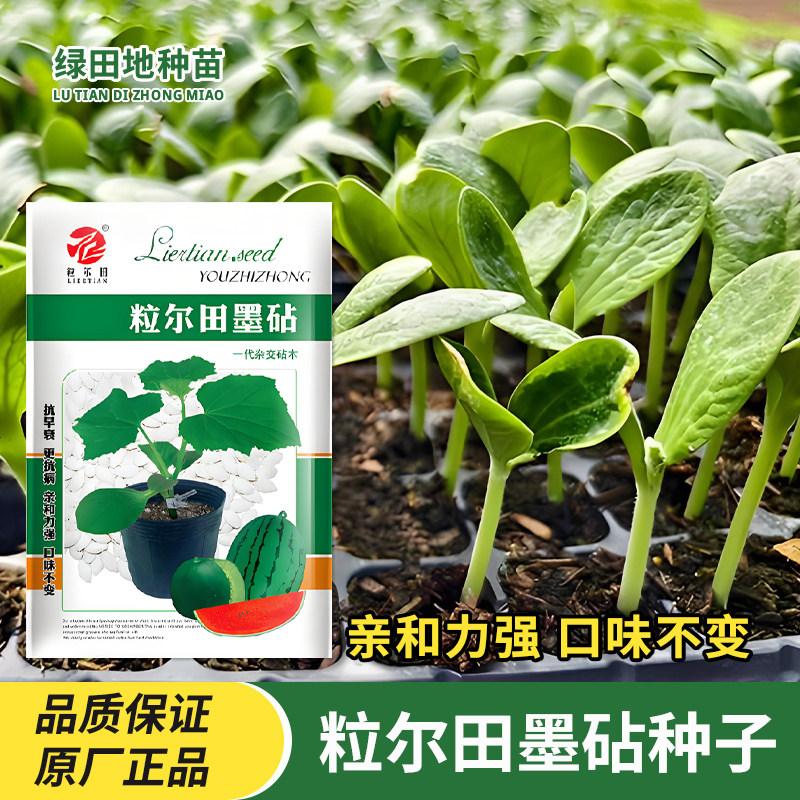 粒尔田墨砧种子砧木种子