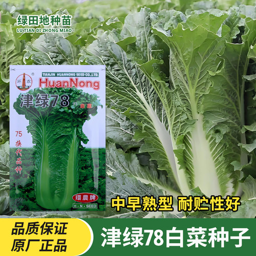 津绿78天大白菜种子直筒青麻叶