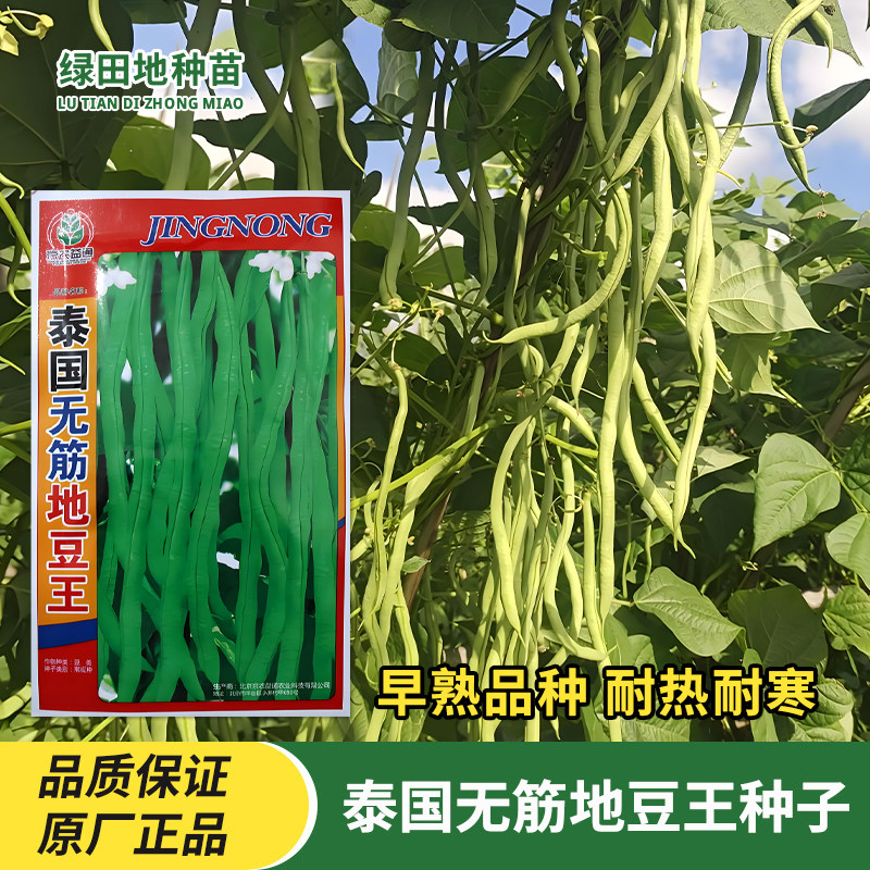 泰国无筋地豆王豆角种子